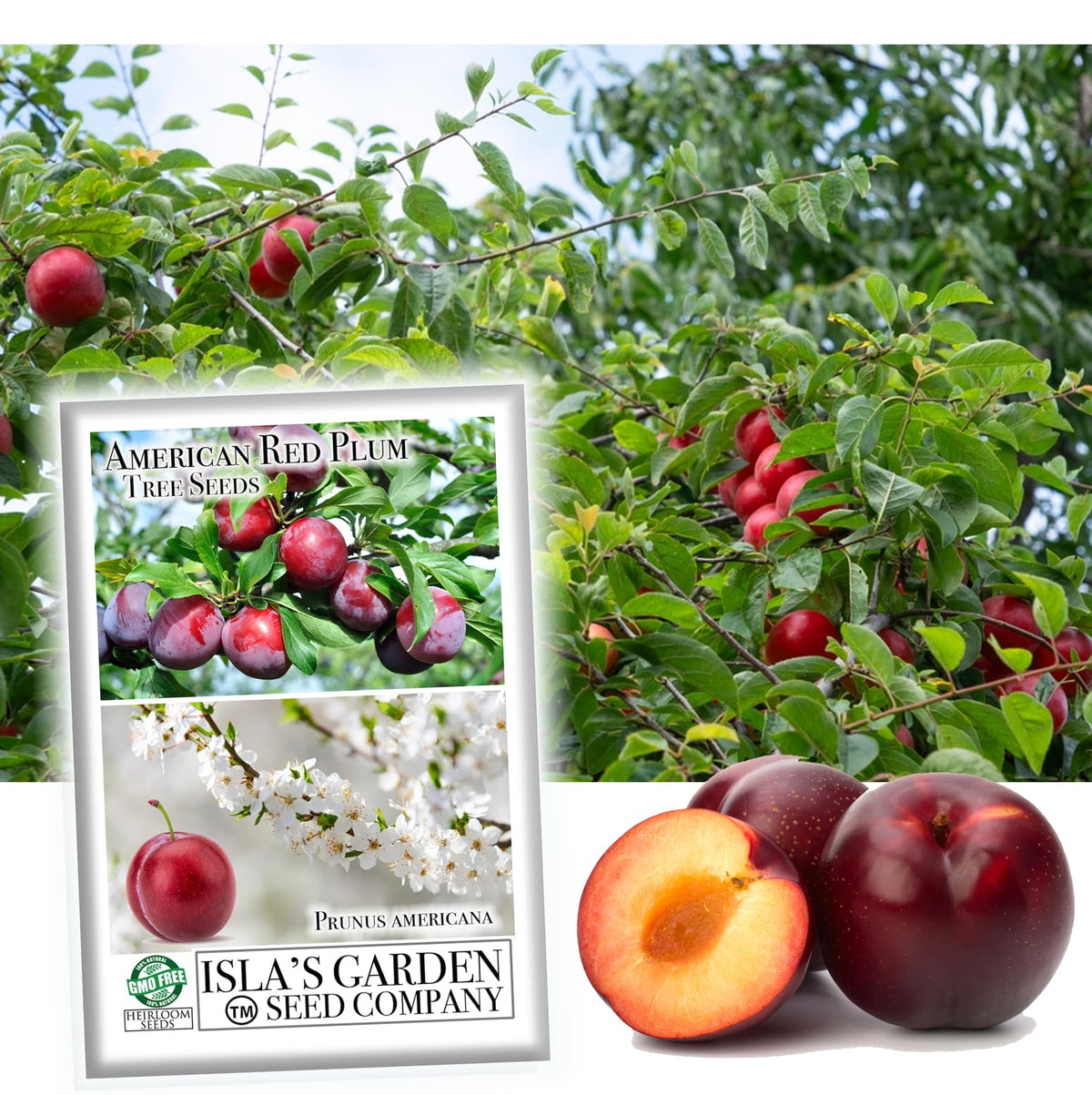 Isla's Garden Seeds American Red Plum seeds pack for easy home planting.