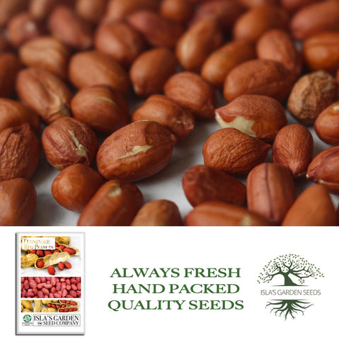 Isla's Garden Seeds Arachis hypogaea botanical name on information panel