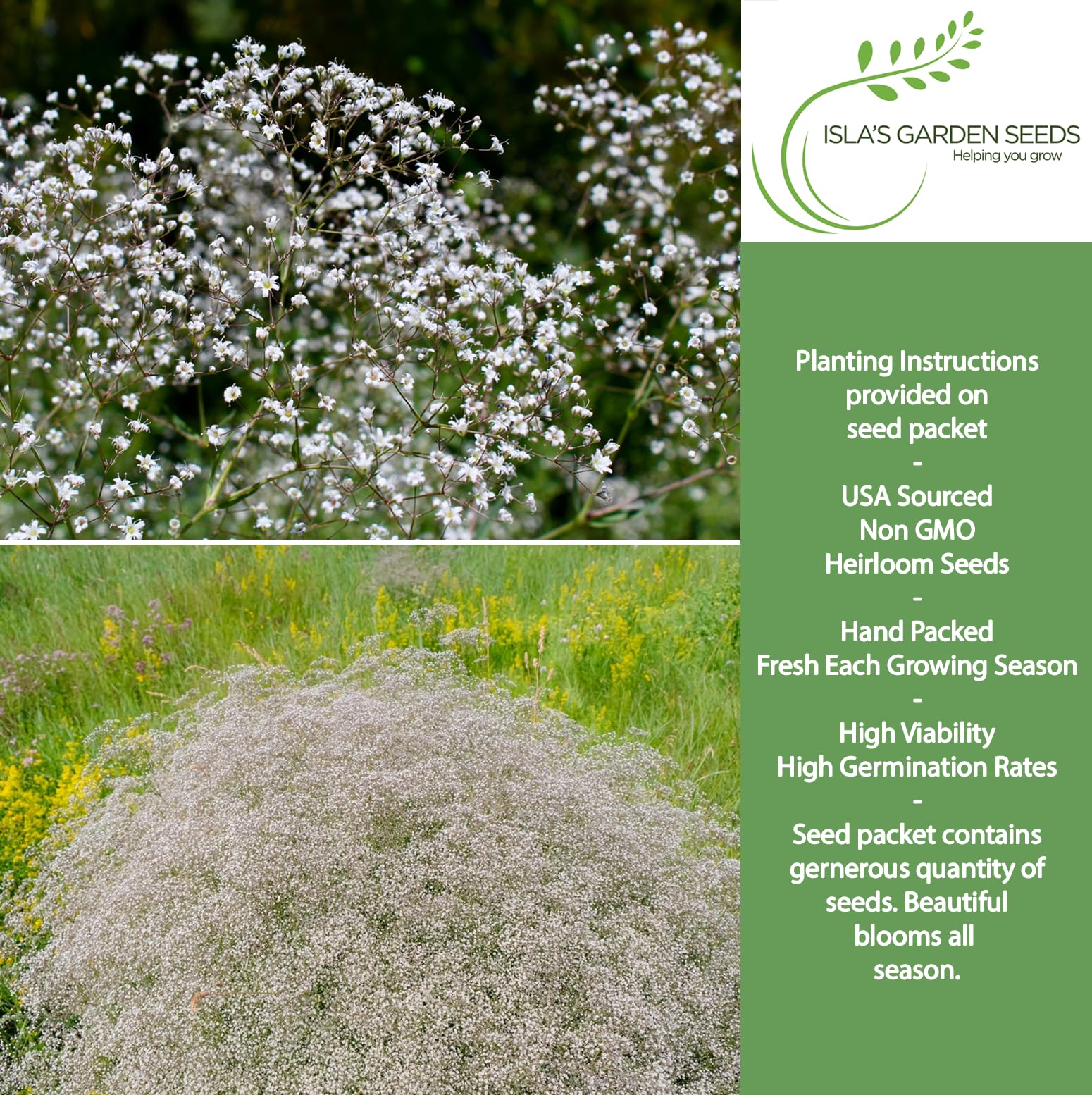 Isla’s Garden Seeds baby’s breath white bloom closeup; ideal for cottage garden displays.