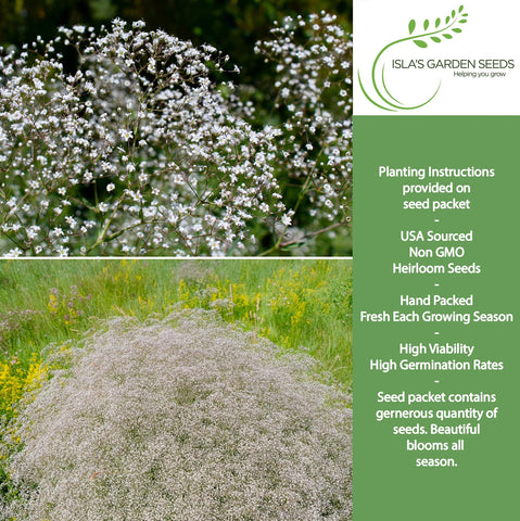 Isla’s Garden Seeds baby’s breath white bloom closeup; ideal for cottage garden displays.
