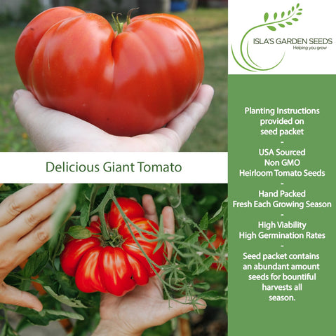 Isla's Garden Seeds Beefsteak tomato plant on the vine showing strong growth