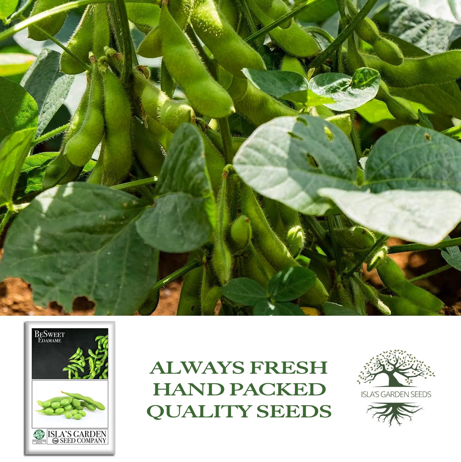 Harvest BeSweet edamame pods when green for quick snacks.