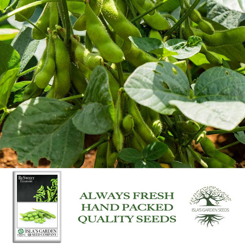 Harvest BeSweet edamame pods when green for quick snacks.