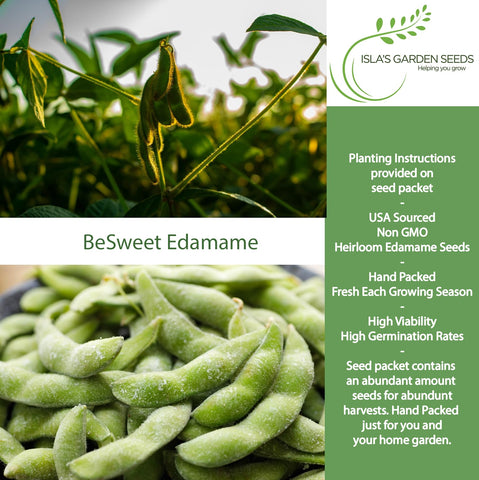 BeSweet edamame plants growing upright with sturdy branches for even pods.