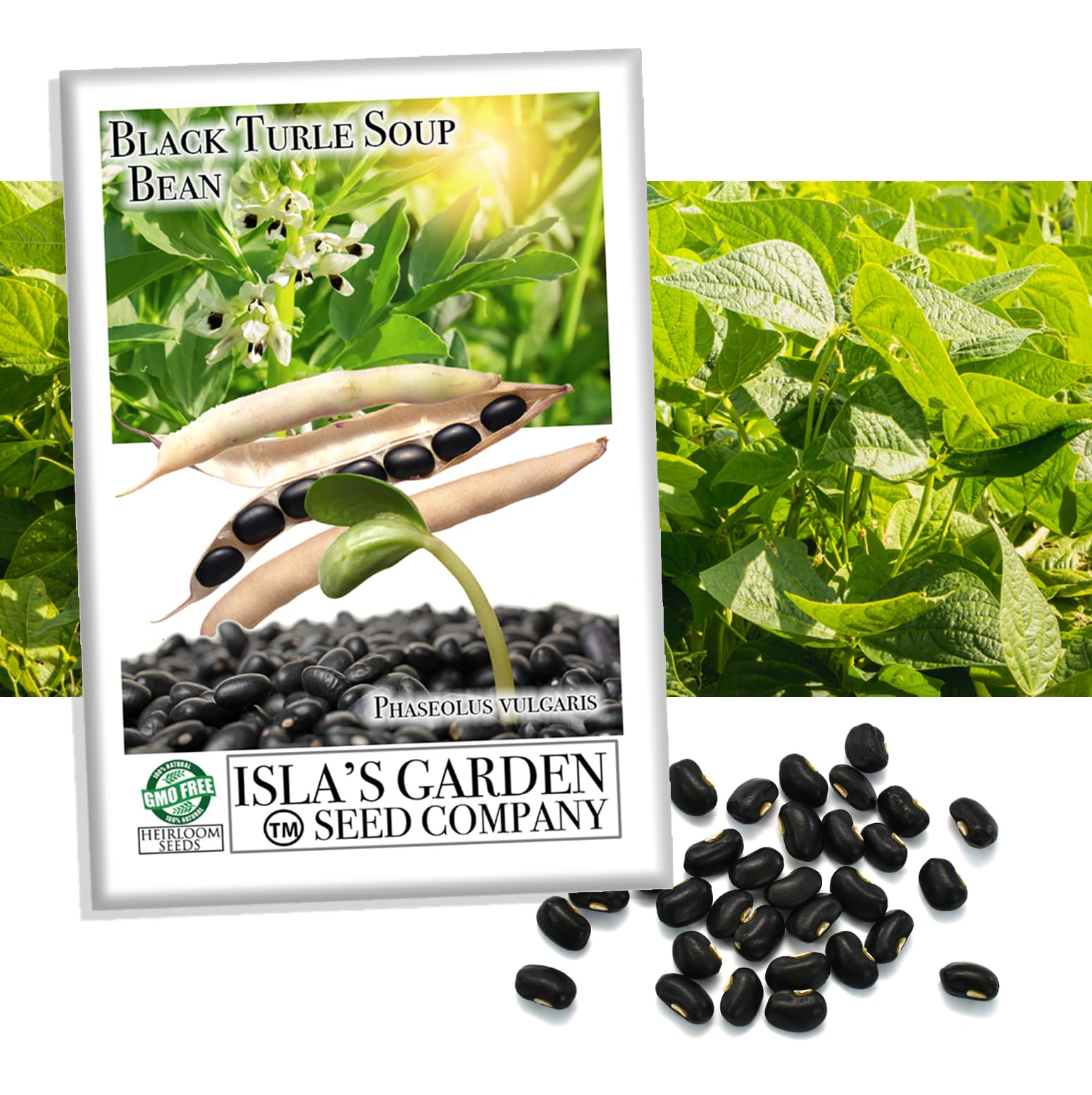 Isla's Garden Seeds Black Turtle Beans seeds for home gardens, rich flavor.