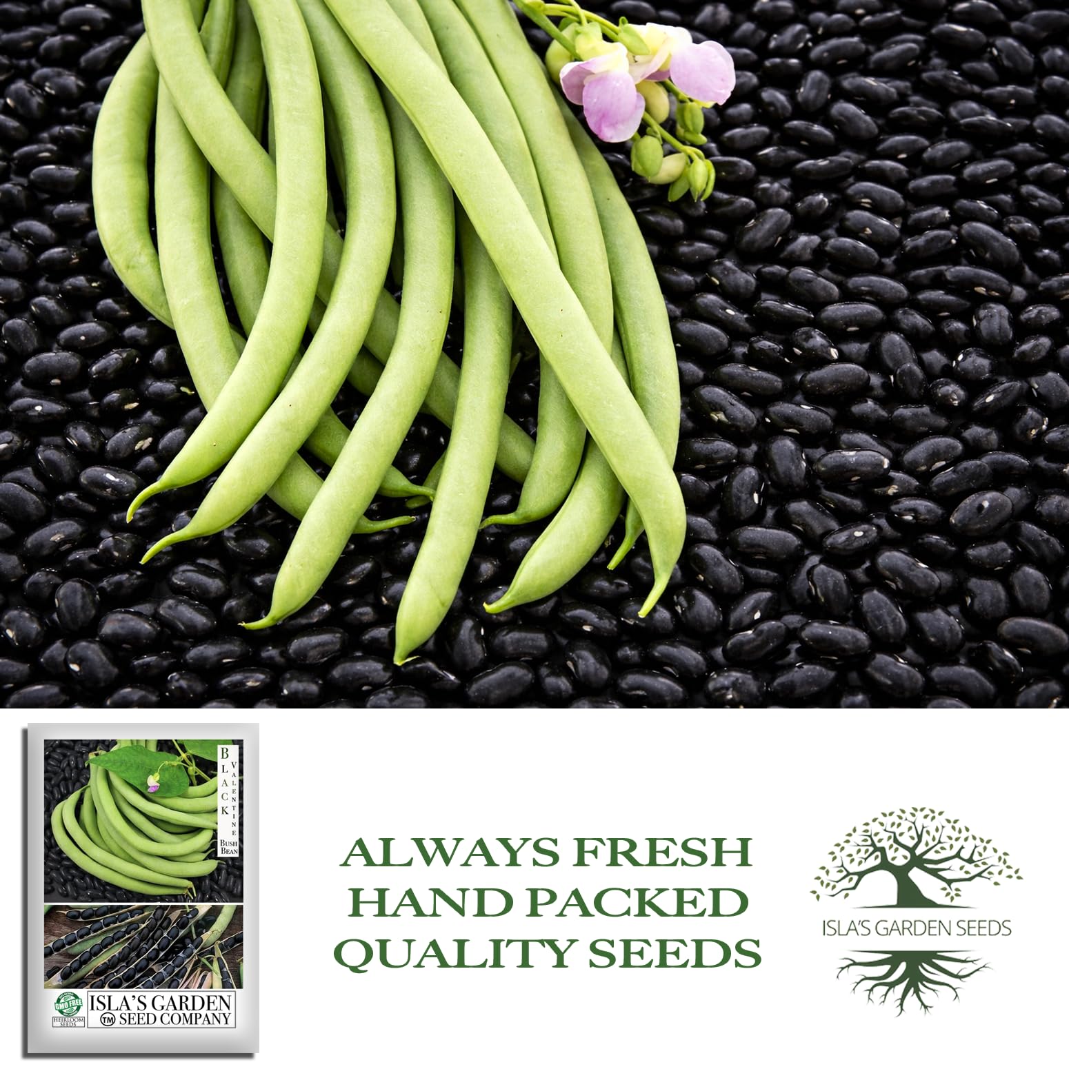 Isla's Garden Seeds Black Valentine compact bush plant ready for care