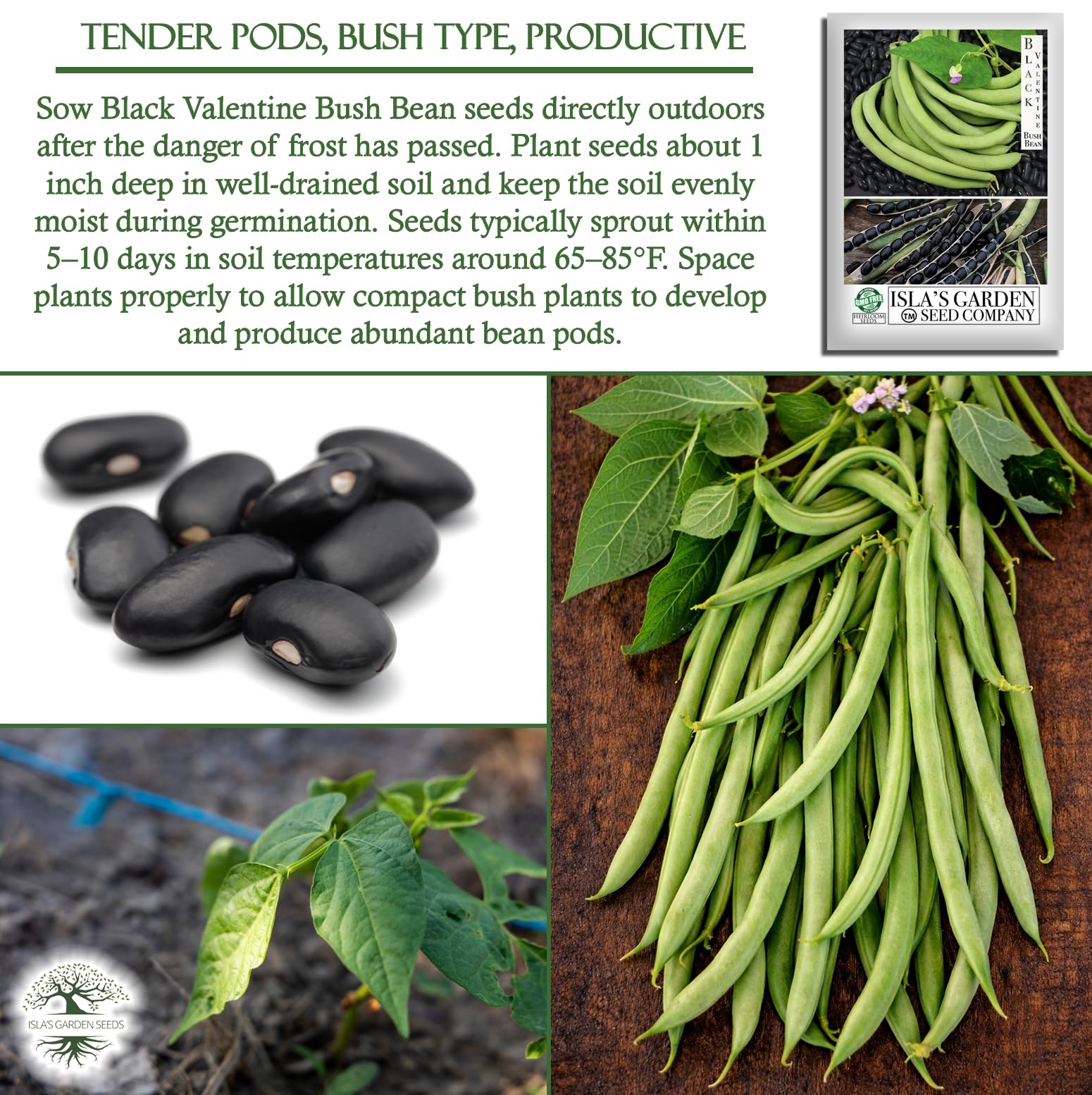 Isla's Garden Seeds Black Valentine garden row under sun