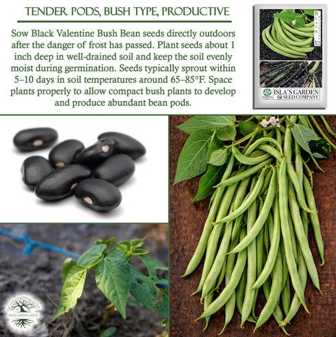 Isla's Garden Seeds Black Valentine garden row under sun