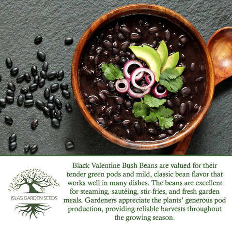 Isla's Garden Seeds Black Valentine mature beans on productive bush