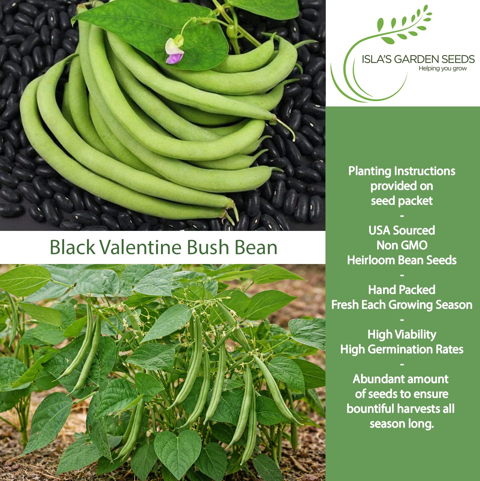Isla's Garden Seeds Black Valentine young plants thriving in bed