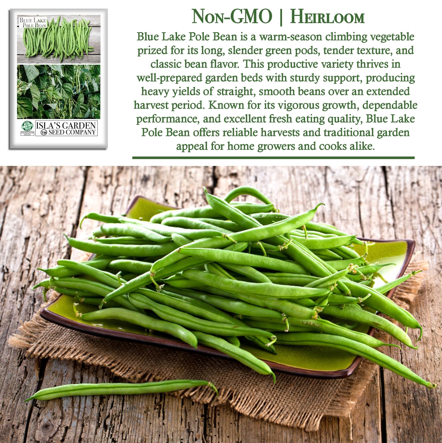 Blue Lake pole beans on trellis, harvest-ready pods with clean shape