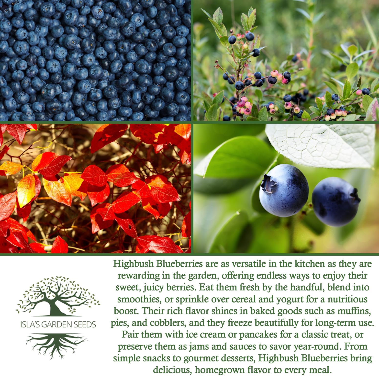 Isla's Garden Seeds highbush bloom period with May–July flowers