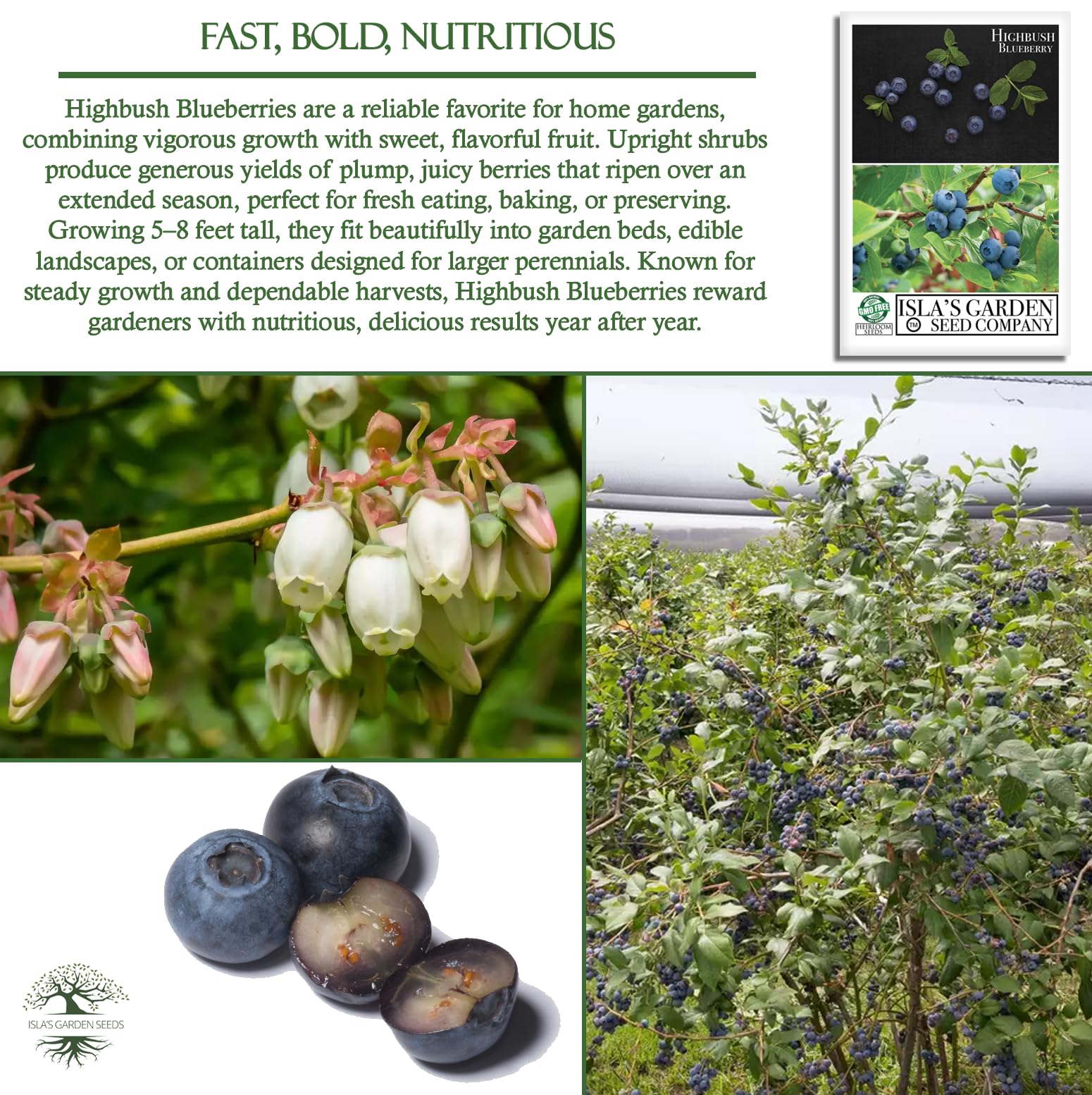 Isla's Garden Seeds blueberry seedling care and thinning guidance
