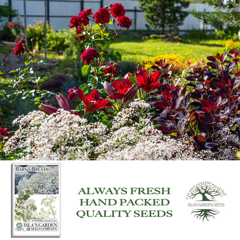 Isla’s Garden Seeds border-friendly gypsophila; airy white blooms for garden edges.
