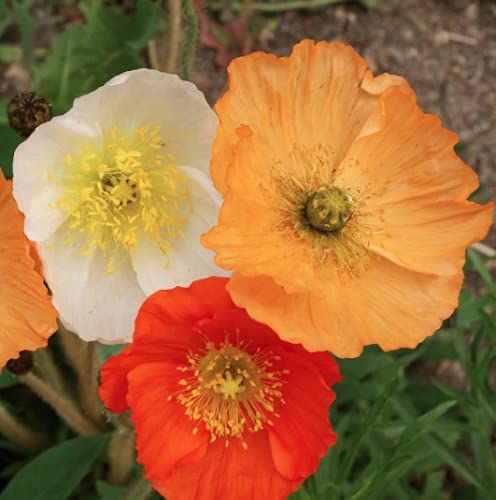 Isla's Garden Seeds Iceland Poppy seeds border garden idea for seasonal color.