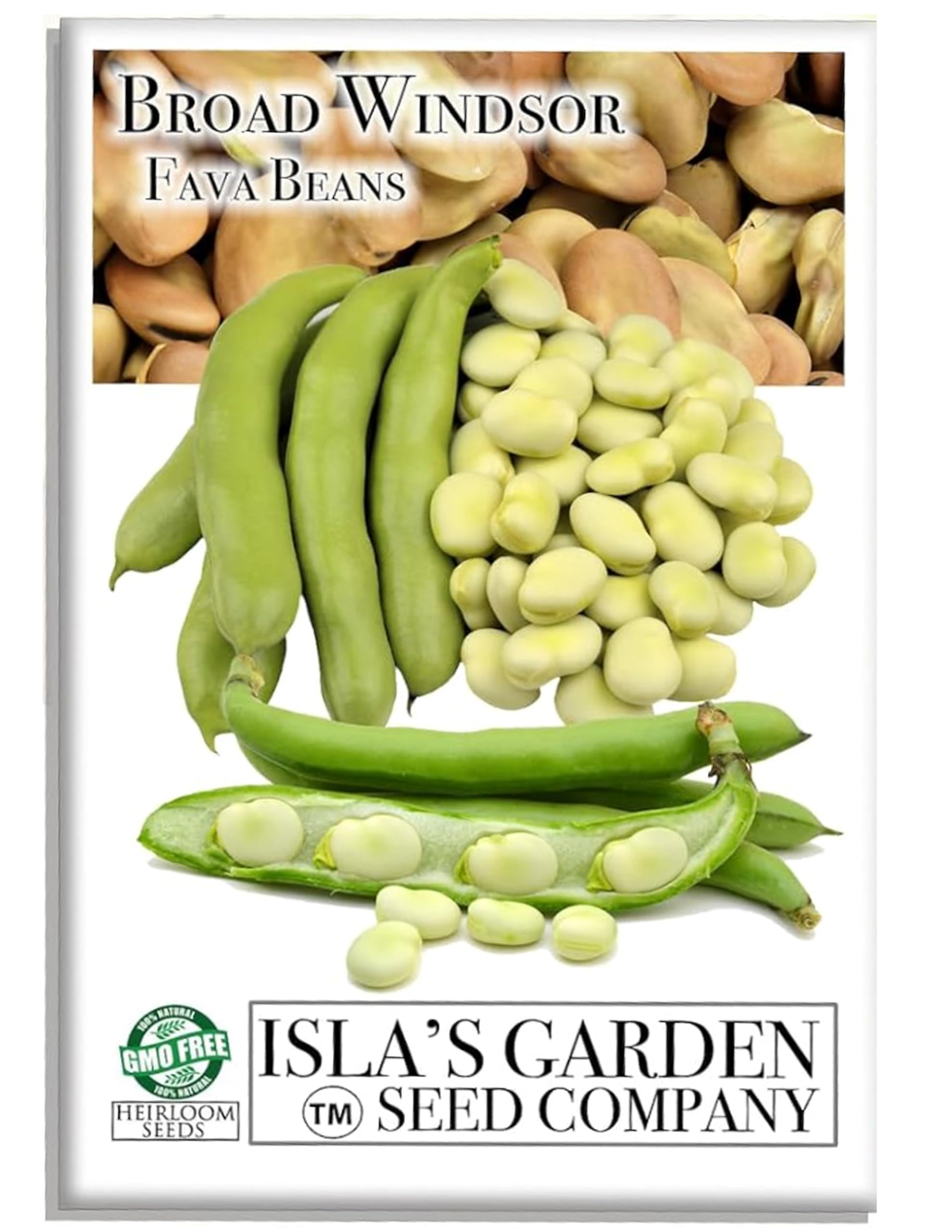 Broad Windsor bean pod from Isla's Garden Seeds, ideal for fresh soups and stews.