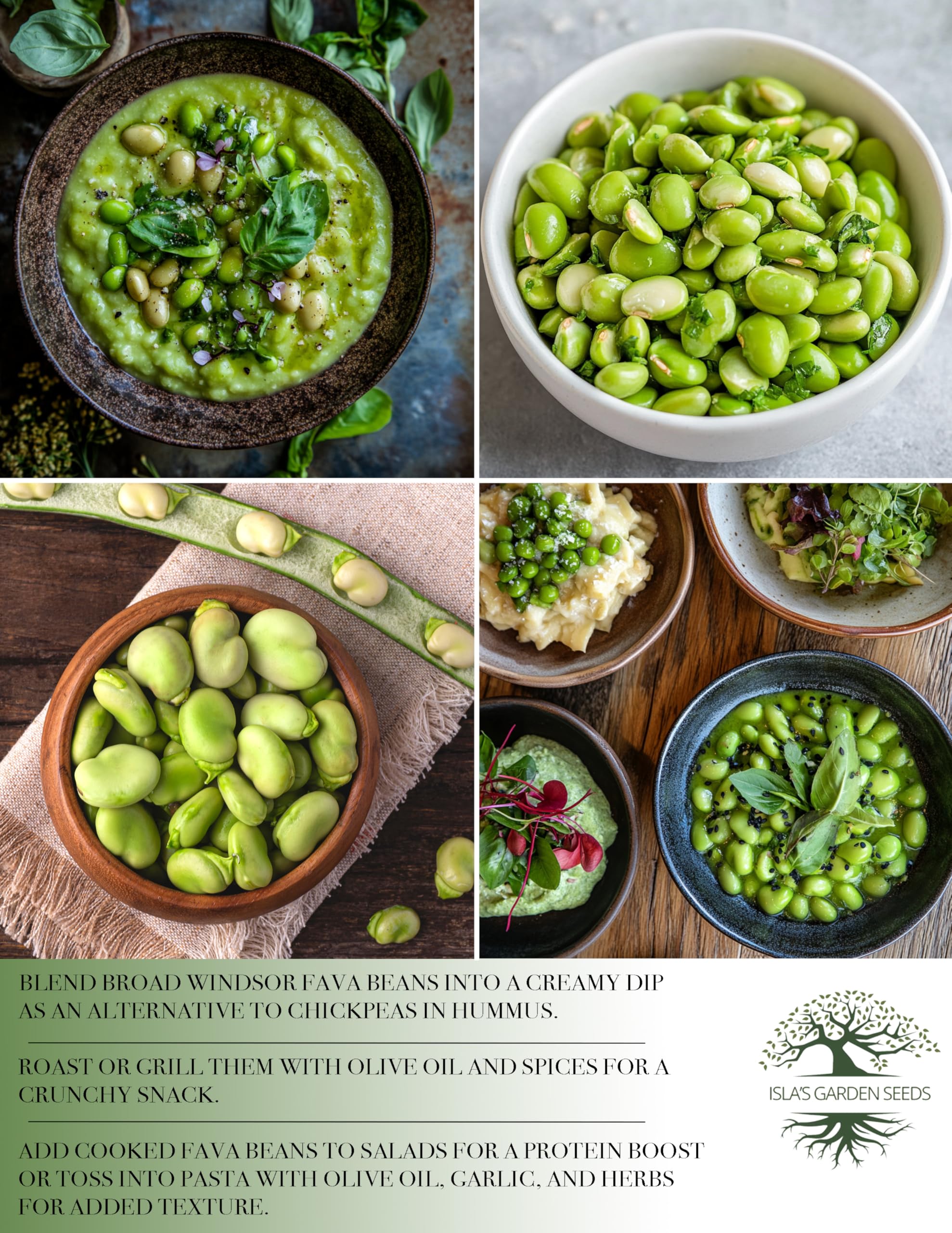 Broad Windsor harvest-ready pods from Isla's Garden Seeds for cooking.