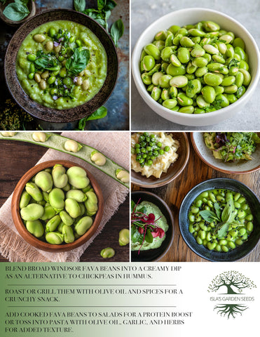 Broad Windsor harvest-ready pods from Isla's Garden Seeds for cooking.