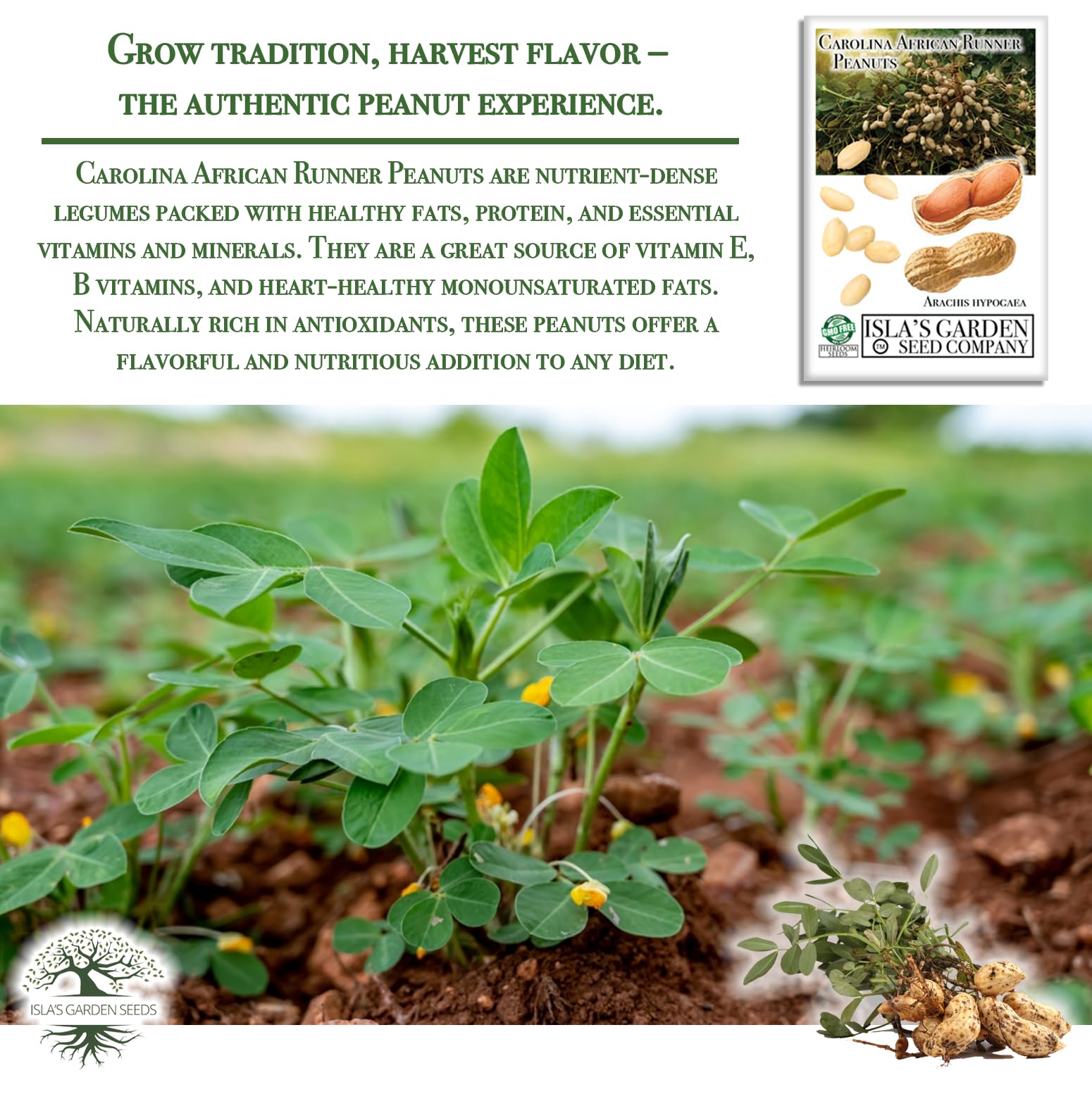 Isla's Garden Seeds Carolina African Runner peanut plants with flowers in warm sun