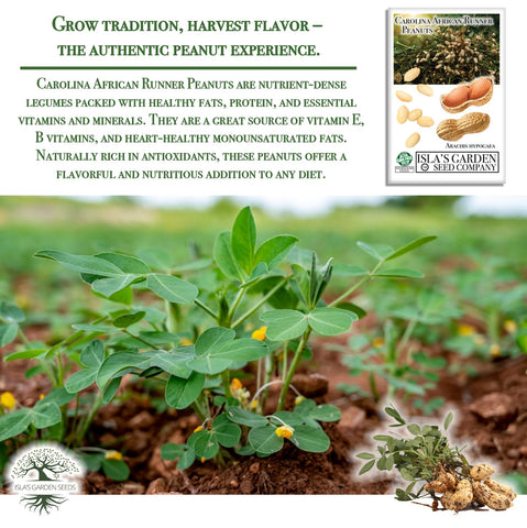 Isla's Garden Seeds Carolina African Runner peanut plants with flowers in warm sun