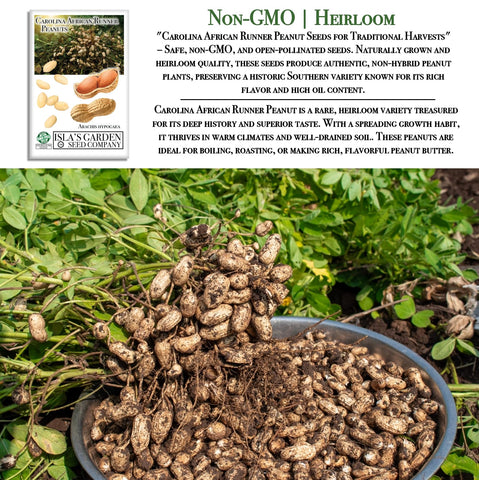 Isla's Garden Seeds Carolina African Runner peanut pods forming underground in loose soil