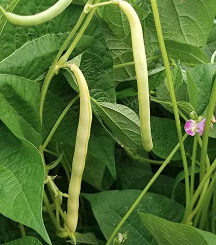 Isla's Garden Seeds Cherokee Wax Beans days-to-maturity 50-58