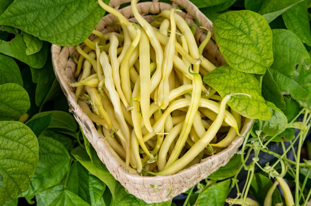 Isla's Garden Seeds Cherokee Wax Beans mild flavor