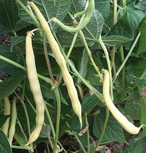 Isla's Garden Seeds Cherokee Wax Beans suited for raised beds