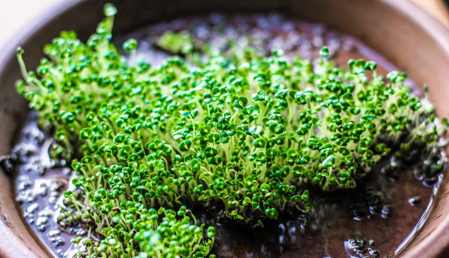 Isla's Garden Seeds chia seeds green leaves closeup fuzzy mint family foliage