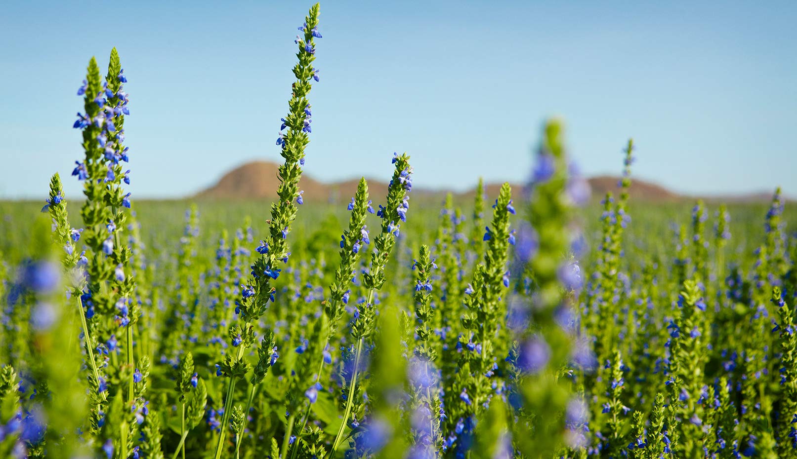 Isla's Garden Seeds chia seeds mint family plant aroma-tinged herb for edible landscapes