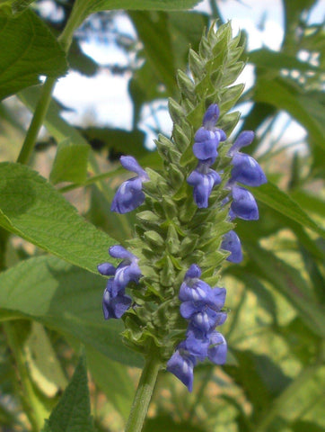 Isla's Garden Seeds chia seeds open pollinated heritage variety with lush growth