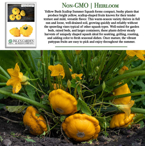 Isla's Garden Seeds compact squash bed with yellow pattypan plants.