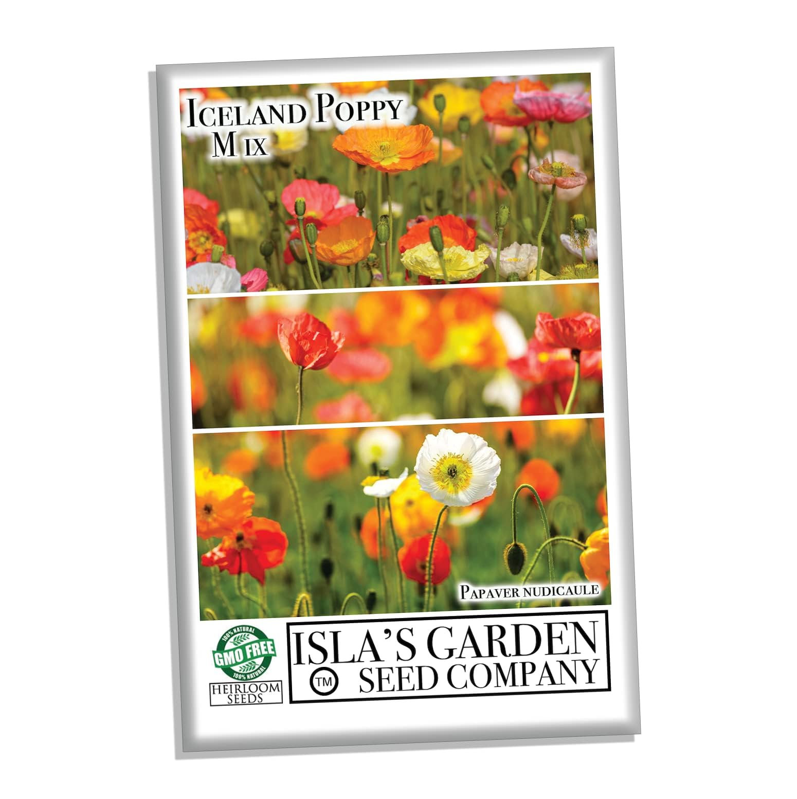 Isla's Garden Seeds Iceland Poppy seeds container garden option for small spaces.
