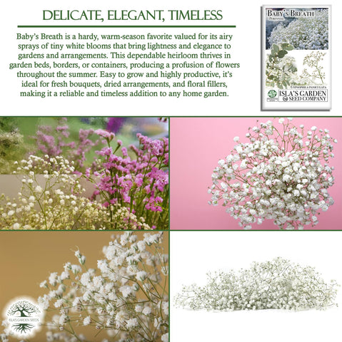 Isla’s Garden Seeds cottage garden gypsophila; light filler for borders.