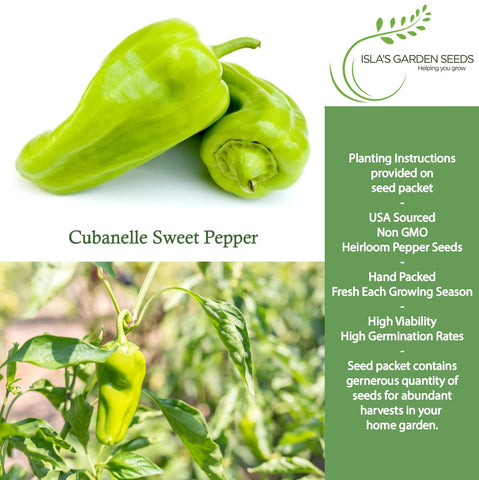 Green Cubanelle peppers from Islas Garden Seeds on the plant.