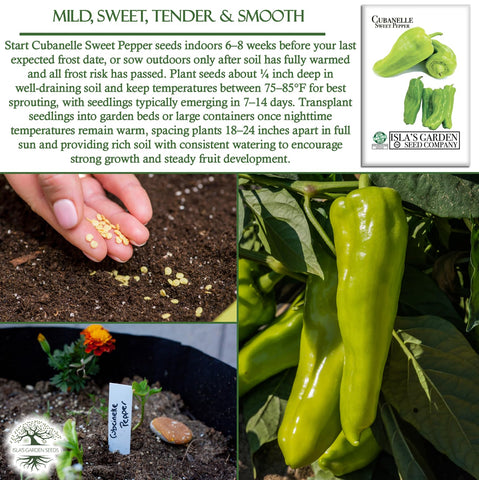 Harvest-ready Cubanelle peppers from Islas Garden Seeds for kitchen prep.