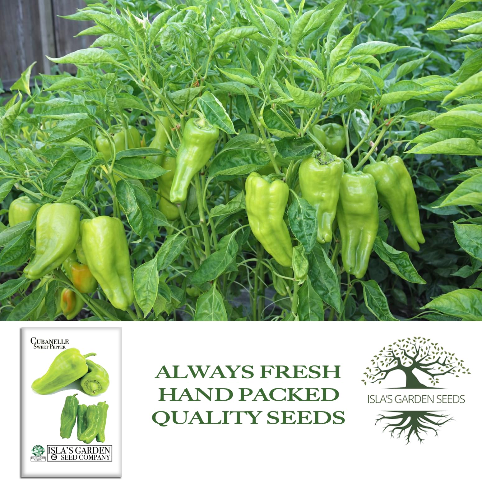 Red mature Cubanelle peppers from Islas Garden Seeds on the vine.
