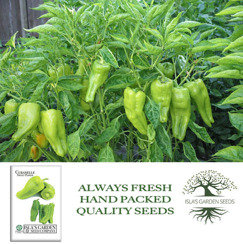 Red mature Cubanelle peppers from Islas Garden Seeds on the vine.