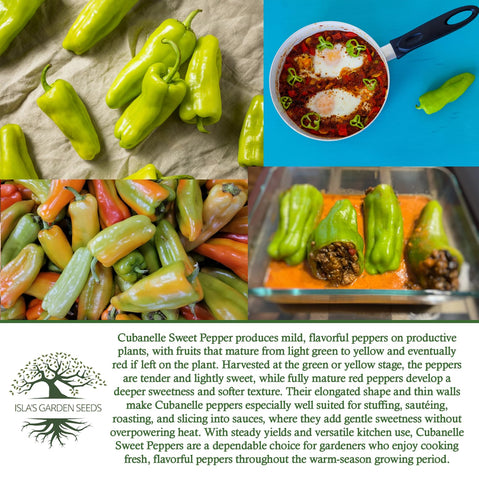 Cubanelle peppers stuffed for presentation from Islas Garden Seeds.