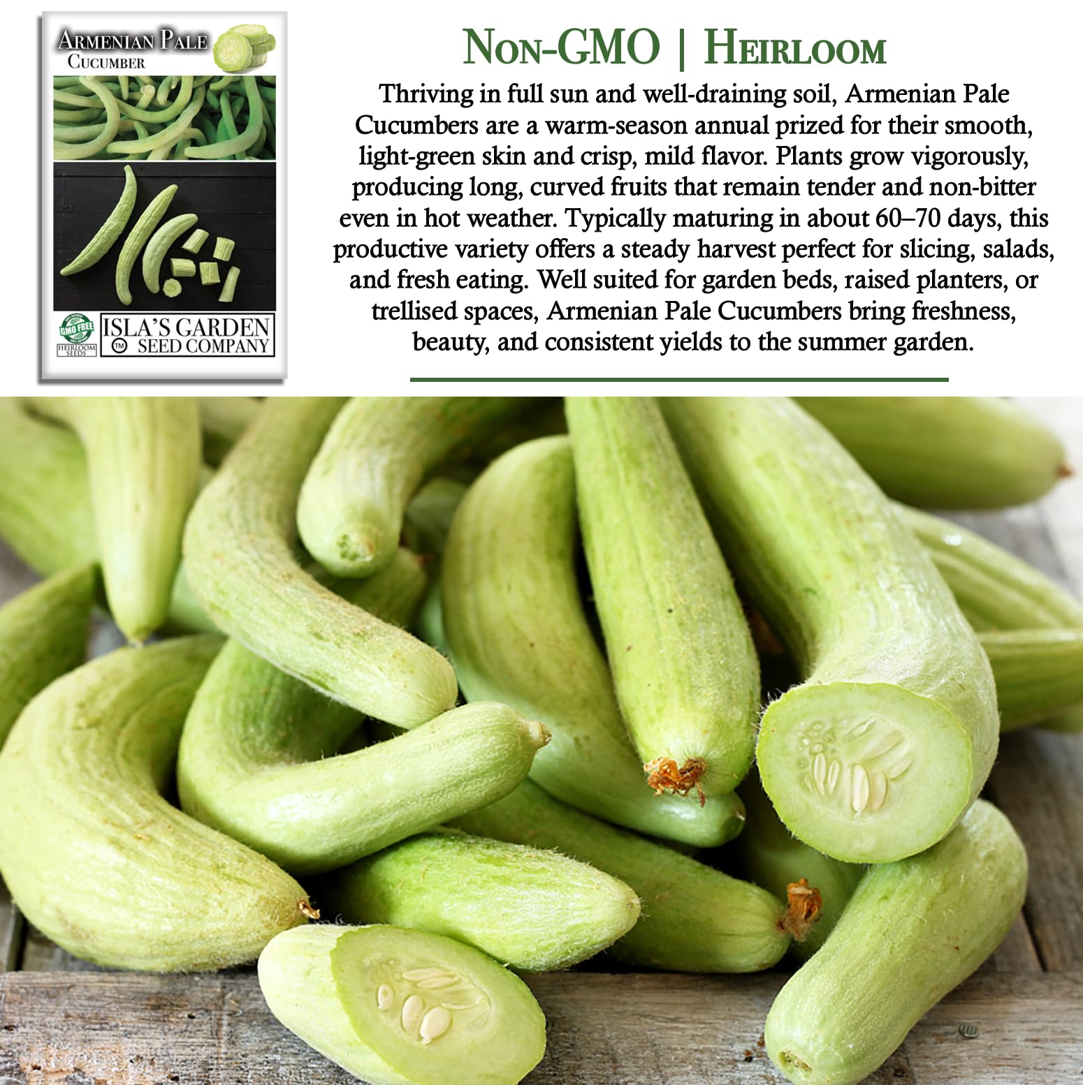 Isla's Garden Seeds light-green cucumber close-up for crisp slicing