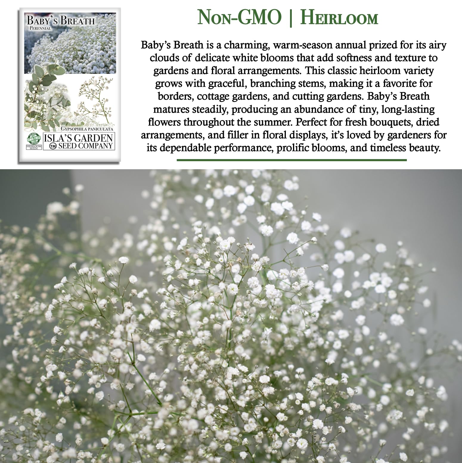 Isla’s Garden Seeds cut flower-ready baby's breath; perfect for long-lasting vases.