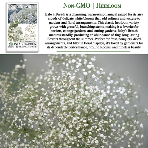 Isla’s Garden Seeds cut flower-ready baby's breath; perfect for long-lasting vases.