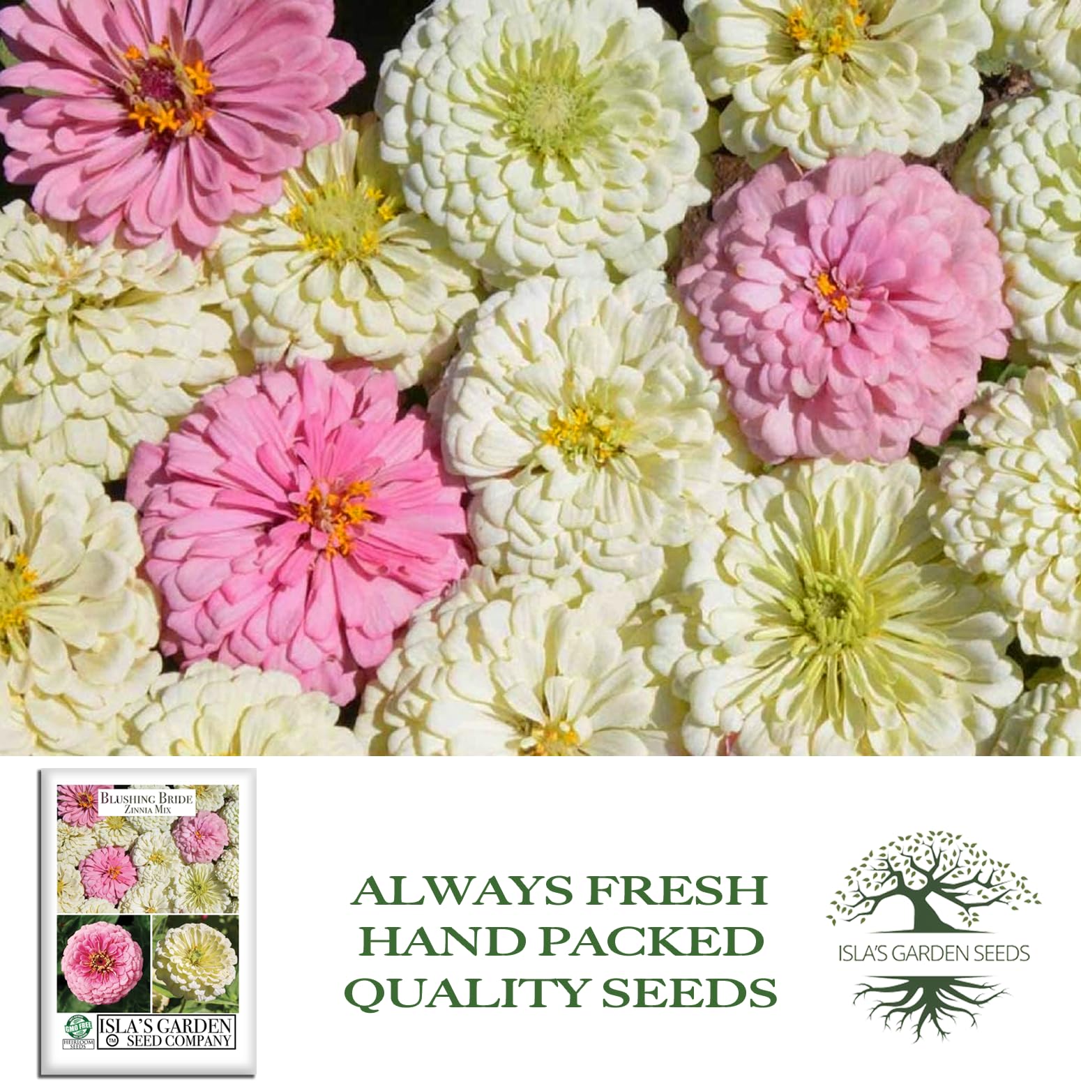 Bouquet-ready zinnias from Isla's Garden Seeds for vibrant cut flowers.