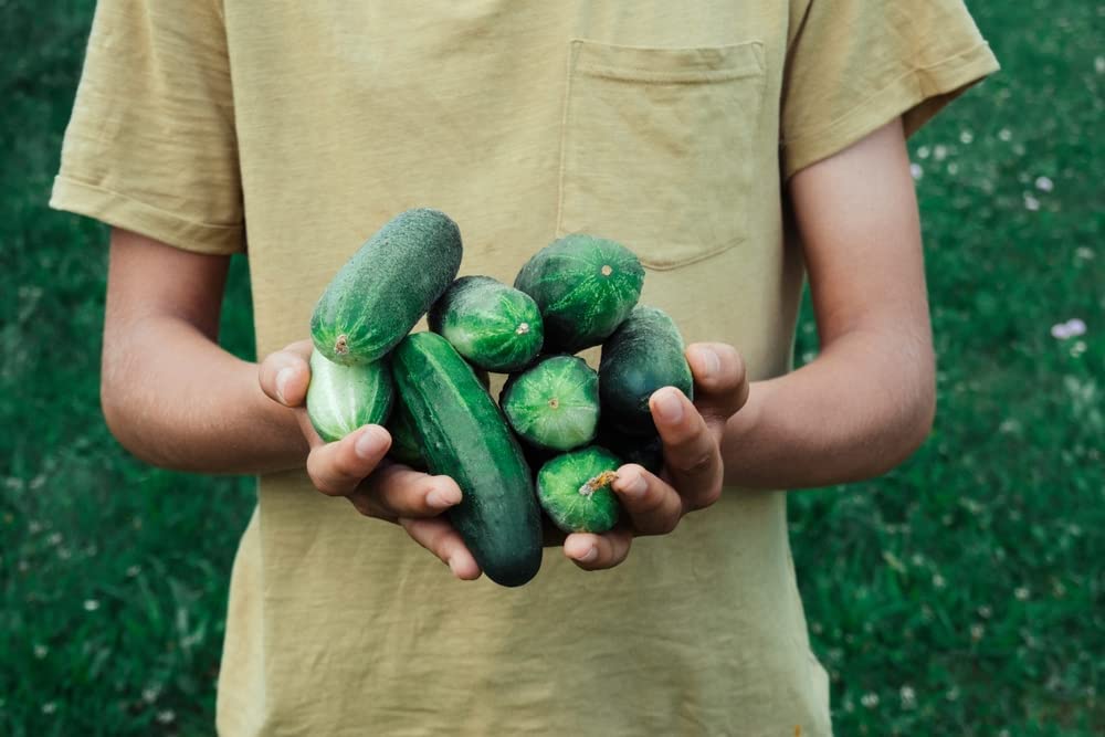 Isla's Garden Seeds Dasher II cucumber flesh is crisp for salads.