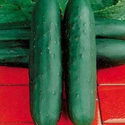 Isla's Garden Seeds Dasher II cucumber with dark green skin.
