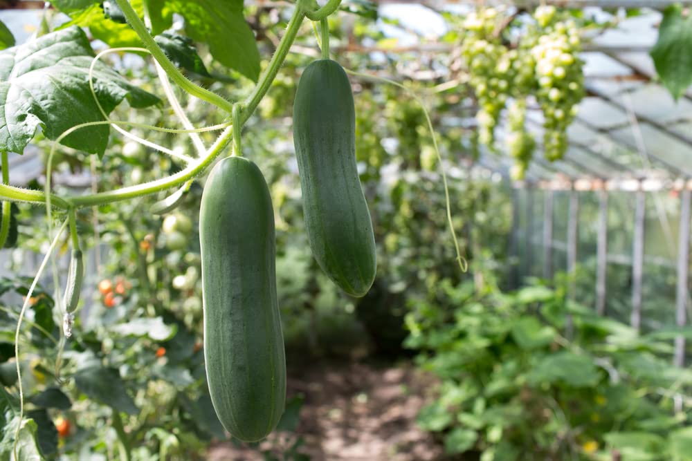 Isla's Garden Seeds Dasher II cucumber fruit 8-10 inches for slicing.