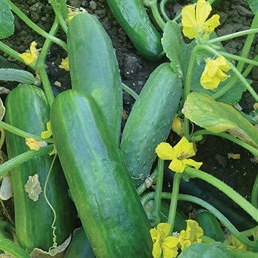 Isla's Garden Seeds Dasher II cucumber vine showing compact growth.