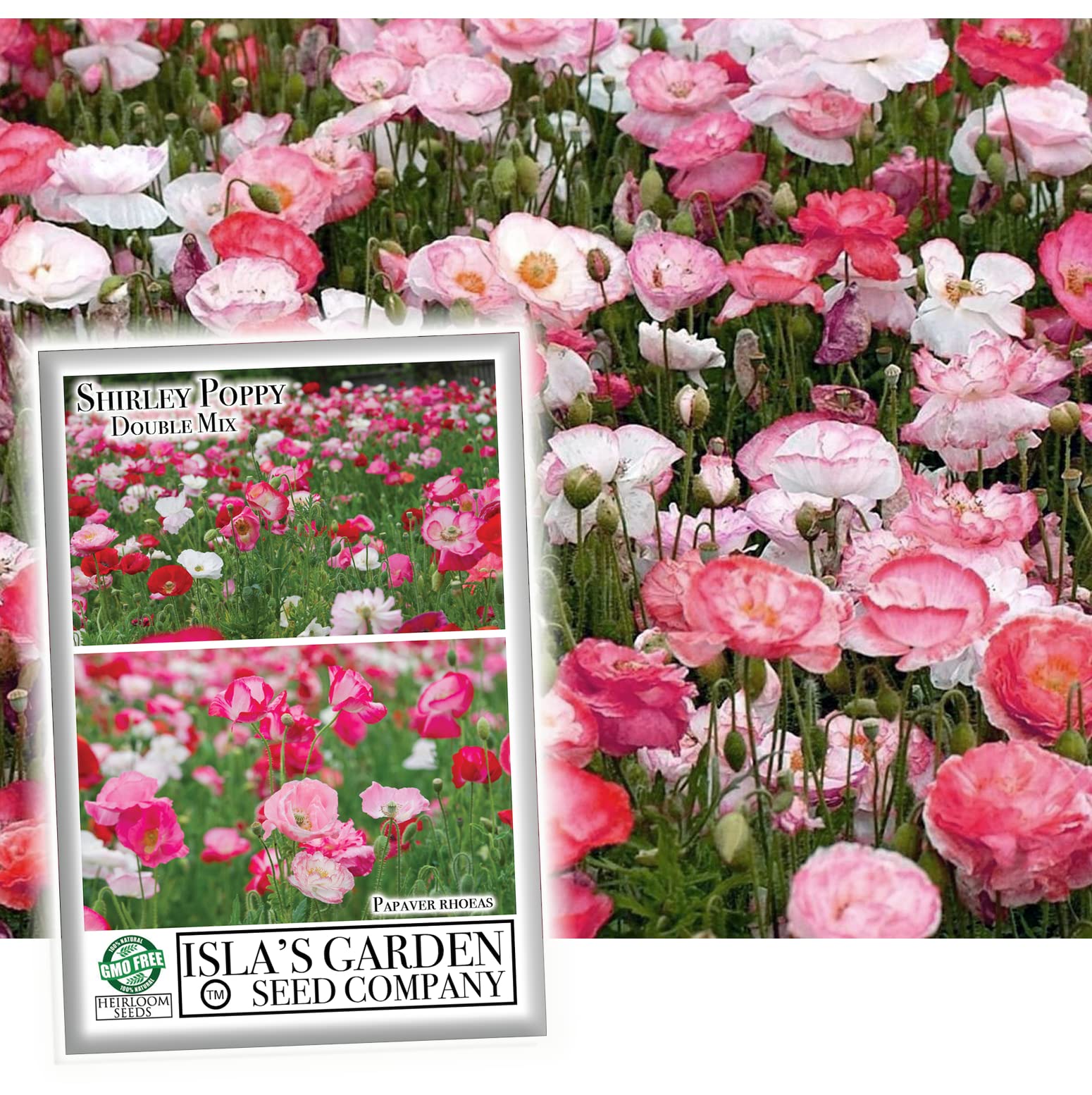 Isla's Garden Seeds Double Shirley Mix poppies in a seed packet for vibrant garden color.