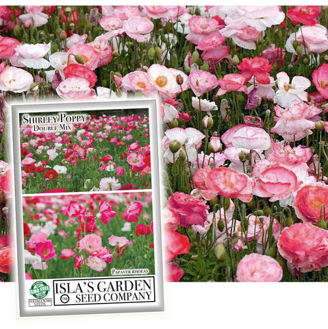 Isla's Garden Seeds Double Shirley Mix poppies in a seed packet for vibrant garden color.