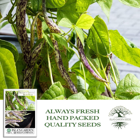 Harvest-ready Dragon's Tongue beans with crisp, striped pods